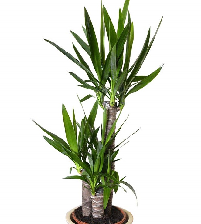 yucca elephantipe 80cm